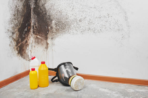 Best Mold Remediation  in Rock Port, MO