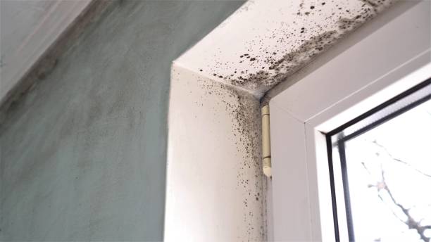 Best Toxic Mold Removal  in Rock Port, MO