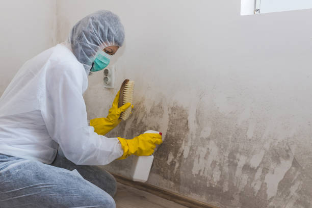 Best Mold Cleaning Services  in Rock Port, MO