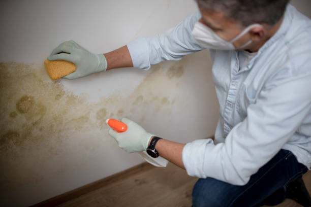Mold Removal Process in Rock Port, MO