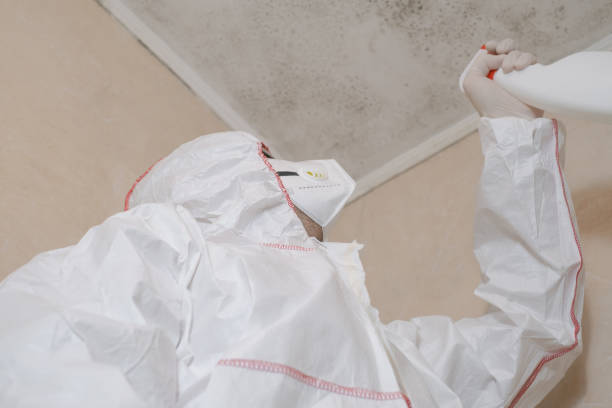 Best Mold Damage Repair  in Rock Port, MO