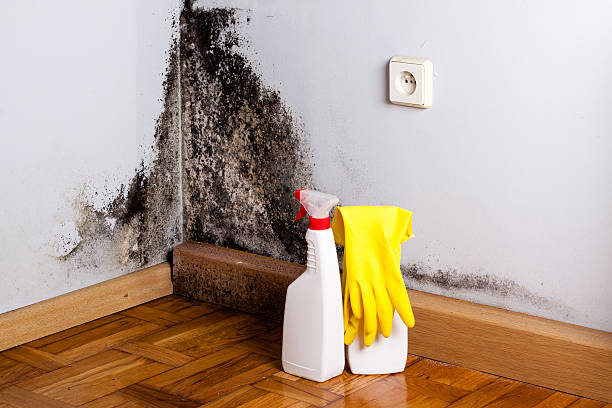Office Mold Removal Services in Rock Port, MO