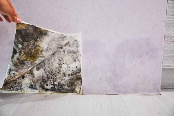 Best Office Mold Removal Services  in Rock Port, MO